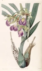 Galeandra baueri